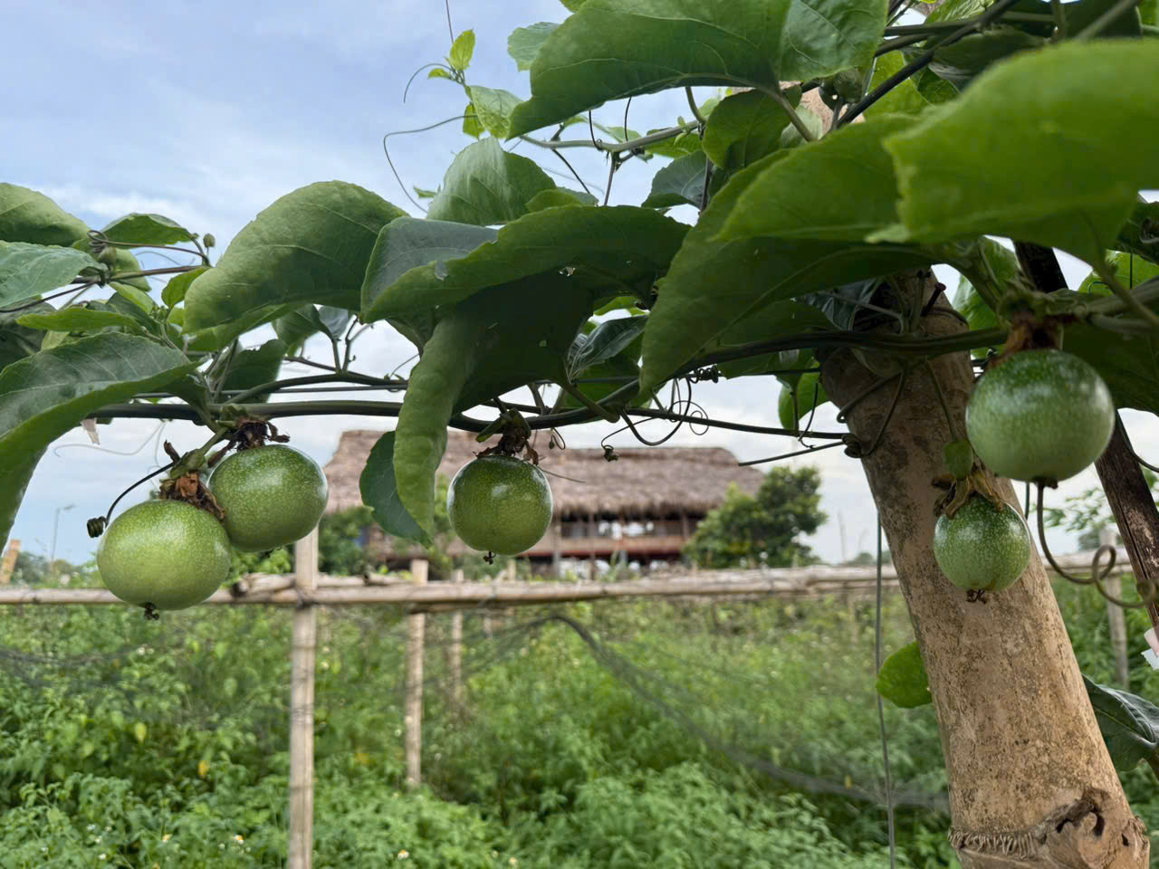 Văn Lang - người đặt nền móng đầu tiên cho cây “CHANH LEO VÀNG ORGANIC” tại đồng bằng Bắc Bộ!